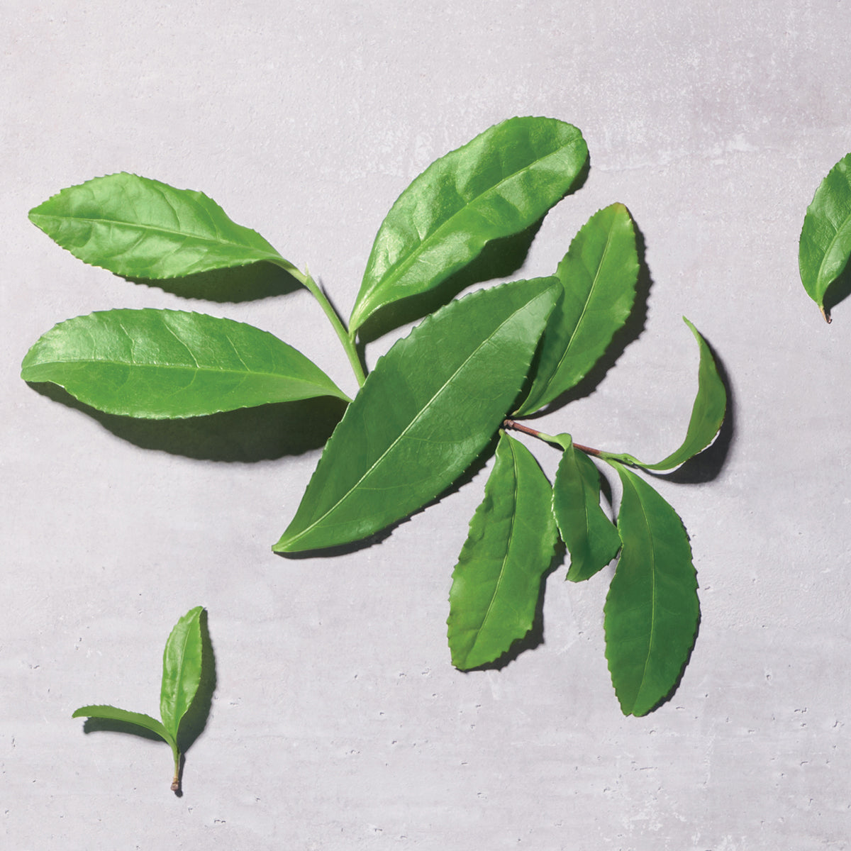 Kimono Mai Water-Based Fragrance